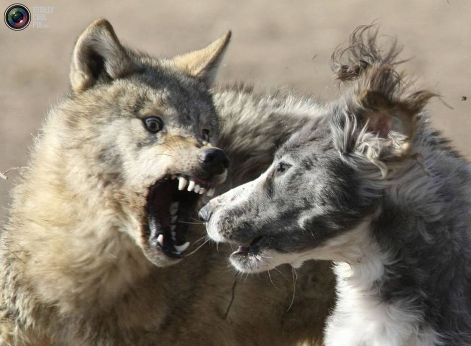 吉尔吉斯斯坦传统狩猎节上,一只吉尔吉斯斯坦猎狼犬攻击一只被链条